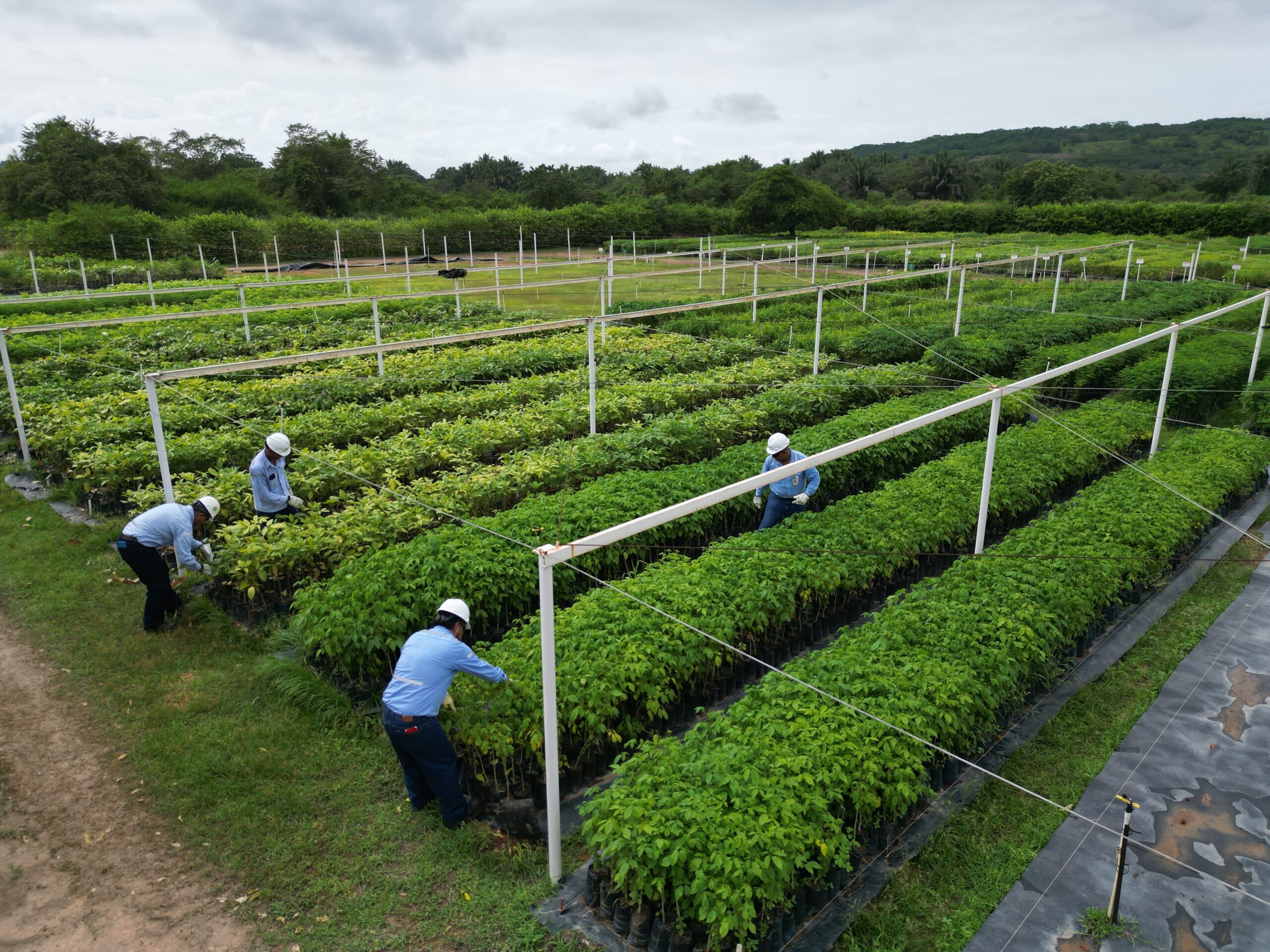 Drummond Ltd. alcanza un nuevo hito ambiental con la certificación del ICA a su Vivero Forestal