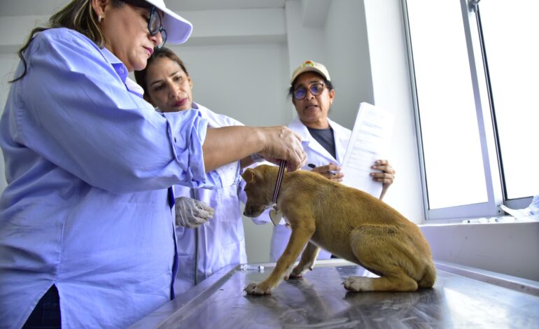 Alcaldía de Valledupar realizará Caminata Canina y Jornada de Adopción para proteger animales del antiguo IDEMA