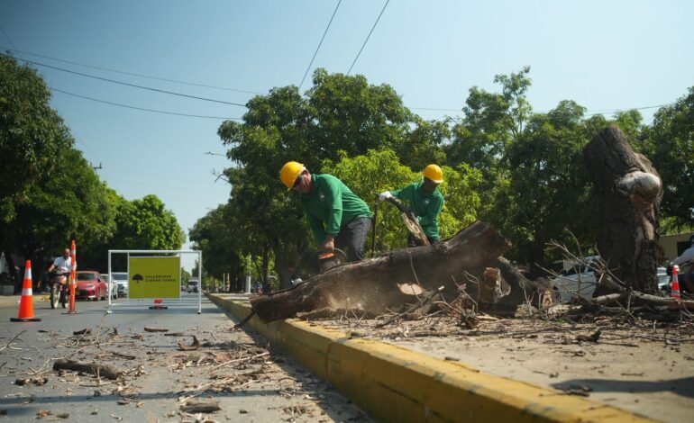 Arranca en Valledupar el proyecto ‘Ciudad Verde’ para recuperar zonas arborizadas